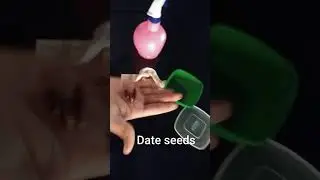 Date Palm Plant Sprouting Seeds /How to Grow Date Palm Tree from Seed/Date Seed Germination/ഈത്തപ്പന