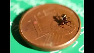 Wie sehen Lausfliegen aus? Hirschlausfliege (Lipoptena cervi)