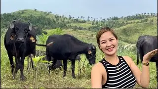 Mga alaga kong Bulgarian Buffalo Sa kabukiran :)