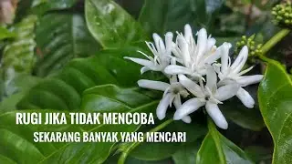 INILAH 10 MANFAAT MENGEJUTKAN YANG HARUS KITA TAHU DARI BUNGA KOPI