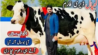 Lajpal Dairy Farm | White American And HF Cows | Best cows farm in Punjab