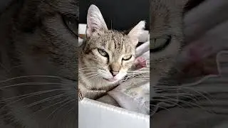 Ms. Molly retired Momma cat rescued from commercial truck center please like and subscribe 😊