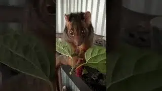 Ringtail possum #animals #wildlife #possum