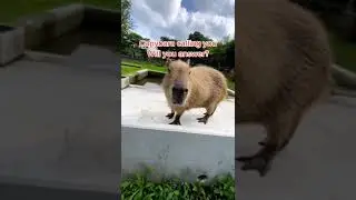 capybara calling will you answer it