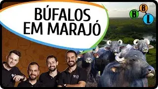 BÚFALOS (bubalinos) em MARAJÓ - Terra Negra 09 | BláBlálogia