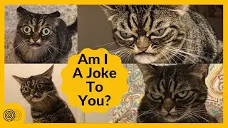 This Grumpy Cat Is Going Viral For The Way Nature Made Her Always Look Angry At Everything -Cat Meme