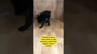 Три французских бульдога знакомятся #dog #fannyvideo #animals #bulldog #смешныевидео #pet #dogs