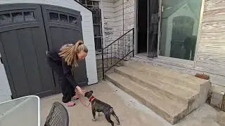 Oreo & Onyx: Leash Manners and All Things Scary