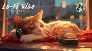 CatSM Lofi Documentary Chillout