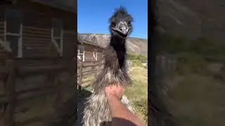 My Pet Emu Attacks Me!!!😱 #shorts #emu
