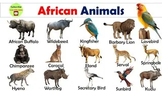 African Animals Names and Pictures in English | Famous African Animals | Near Education