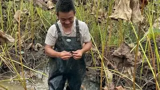 老乡卖了300鱼苗放养在莲藕塘养，饿了快一年了，抓起来看多大了