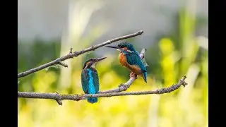 Unlock the Power of Music: Calm Your Nerves and Heal Your Heart!#nature #relaxe