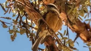 d'Orbigny's Chat-Tyrant/ Pitajo de d'Orbigny/ Ochthoeca oenanthoides