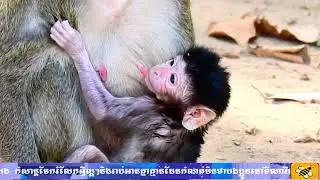 Father and Mother together take care baby