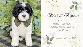 Ellsbeth & Finnegan F1b Mini English Teddybear Goldendoodle Puppies - Pregancy Confirmed