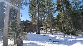 Mammoth 2020 Tony