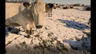 Системы поения 101: Зимний полив и снижение воздействия животных