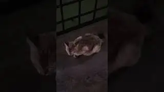 Cat Stay Calm In The Early Morning