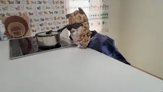 其の47　イヌ男を迎えにちー子パパと車で駐屯地行った
