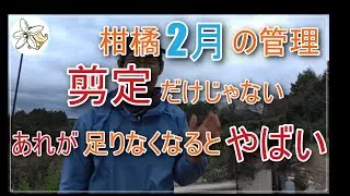 【剪定だけじゃない】柑橘２月の管理【２年に１度は入れてほしい資材】