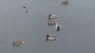 Много Уточек