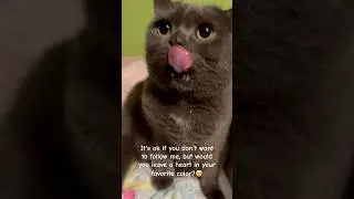 🥹🎀 #cat #cute #cutecat #shorts #short #funny #cats #youtubeshorts #youtube #instagram #reels #reel