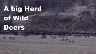 A big herd of wild Deers - Northern Wildlife