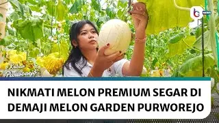 Berburu Buah Premium di Green House Demaji Melon Garden Purworejo