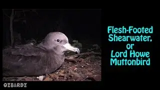 Flesh-Footed Shearwaters or Muttonbirds