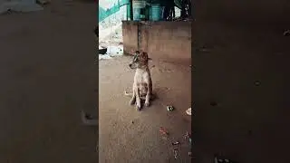 My dog short videos@R.k #music #funny #rockystarbandnewtimlisong #beautifuldog #dogbreeds #comedy