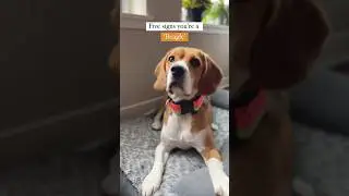 Five signs you&rsquo;re a beagle&hellip;. #dogshorts #beagles