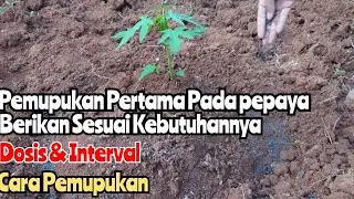 Pemupukan Pepaya pertama Sistem Tabur - Pupuk Pepaya Masa Pertumbuhan