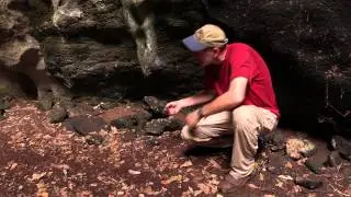 life and death in the Gomantong Caves, Borneo