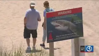 VIDEO: More sharks found off the coast of New England
