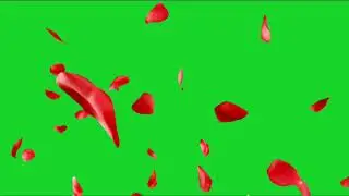 Rose Petals Falling | Motion Graphics Green Screen Animation | No Copyright