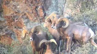 Desert bighorn sheep hunt in Arizona Pope and Young world record