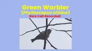 Green Warbler (Phylloscopus nitidus) &ndash; Acoustic & Visual Documentation Margalla Foothills, Islamabad