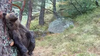 B&eacute;arn: un chasseur d'images d'ours condamn&eacute; par le tribunal de Pau