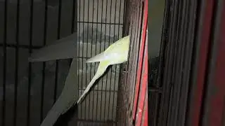 Budgies Under Exi Red eye #birds #parrot #viralshorts #budgies #australian  #birdworld #superbparrot