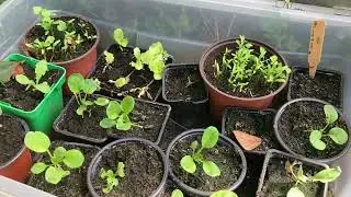 Semis et potager mi juillet