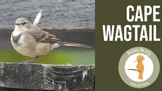 Cape Wagtail - Motacilla capensis
