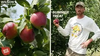 Summer Treat Apples | Bite Size
