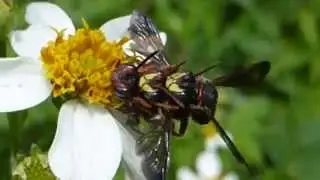 Three bees mating