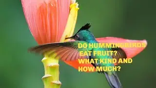 Do Hummingbirds Eat Fruit? What Kind and How Much! #pets #budgies #animals #parakeets