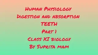 Human Physiology | Digestion and absorption | TEETH (Part 1) | Class 11 biology | by Suprita mam