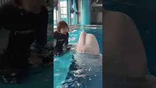 Beluga Whales! The Ocean&rsquo;s Most Friendly Giants #shorts
