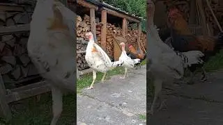 Tacchini e gallo 🦃🦃🐓 #tacchino #turkey #gallina