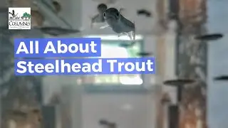 What Are Steelhead Trout?