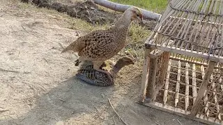 teetar crossing | teetar crossing voice | teetar breading season